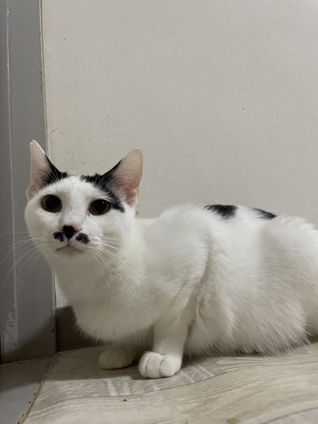 ちょびヒゲ【もーくん】