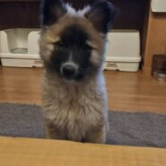 まだまだ子供てす家族に迎えて下さい