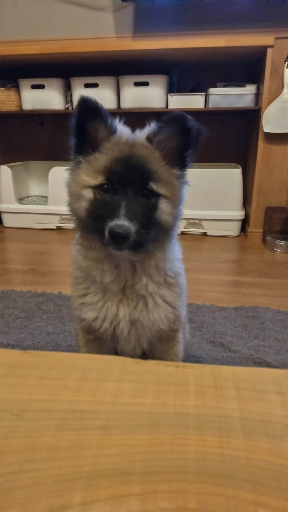 まだまだ子供てす家族に迎えて下さい