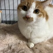 控えめ甘えん坊な【ここちゃん】