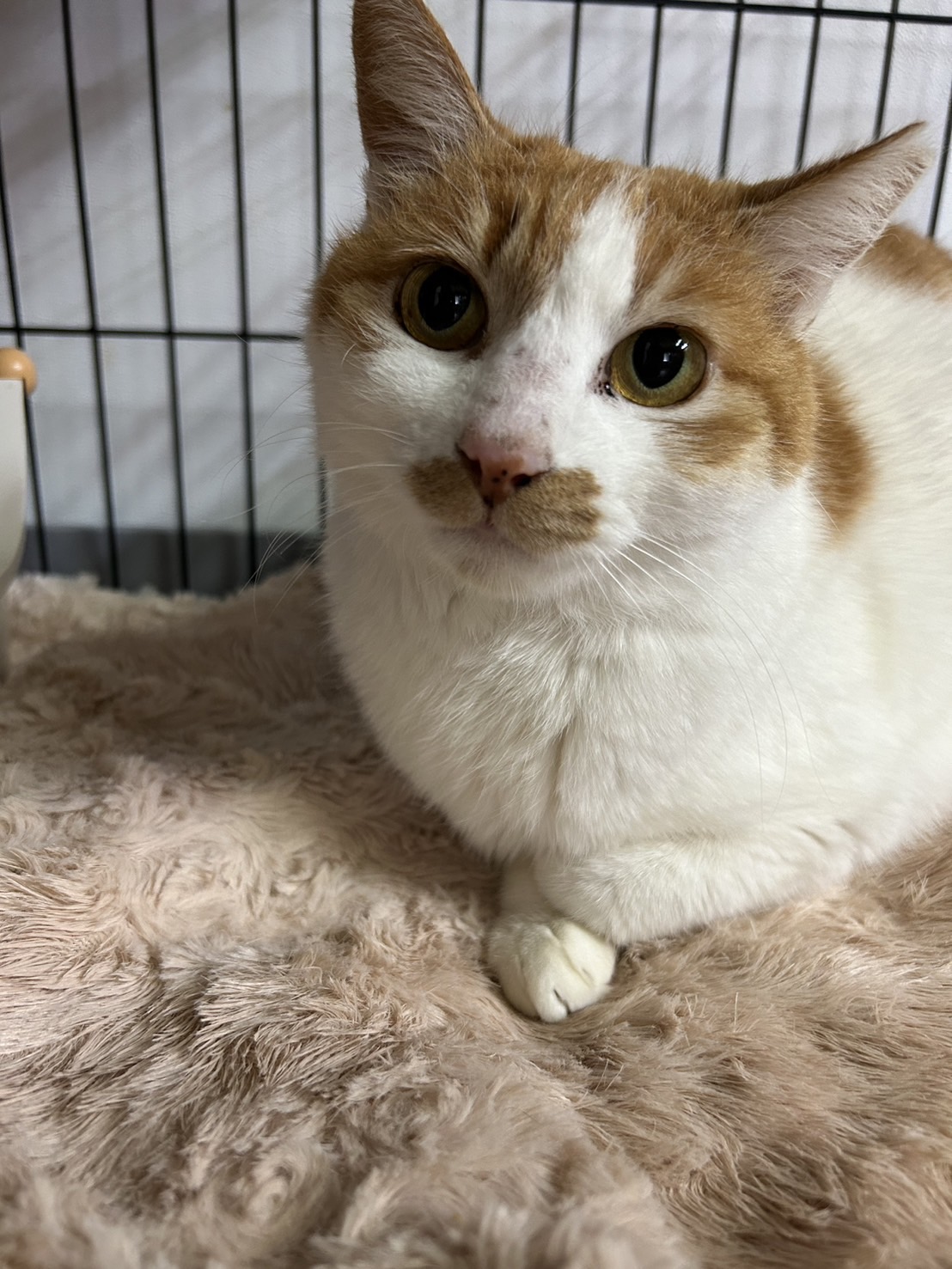 控えめ甘えん坊な【ここちゃん】