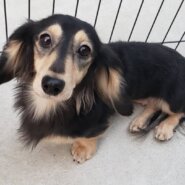 里親様決まりました。