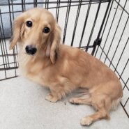 里親様決まりました。