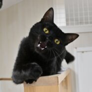 ルイ：オヤツをひたむきに愛するクール女子。