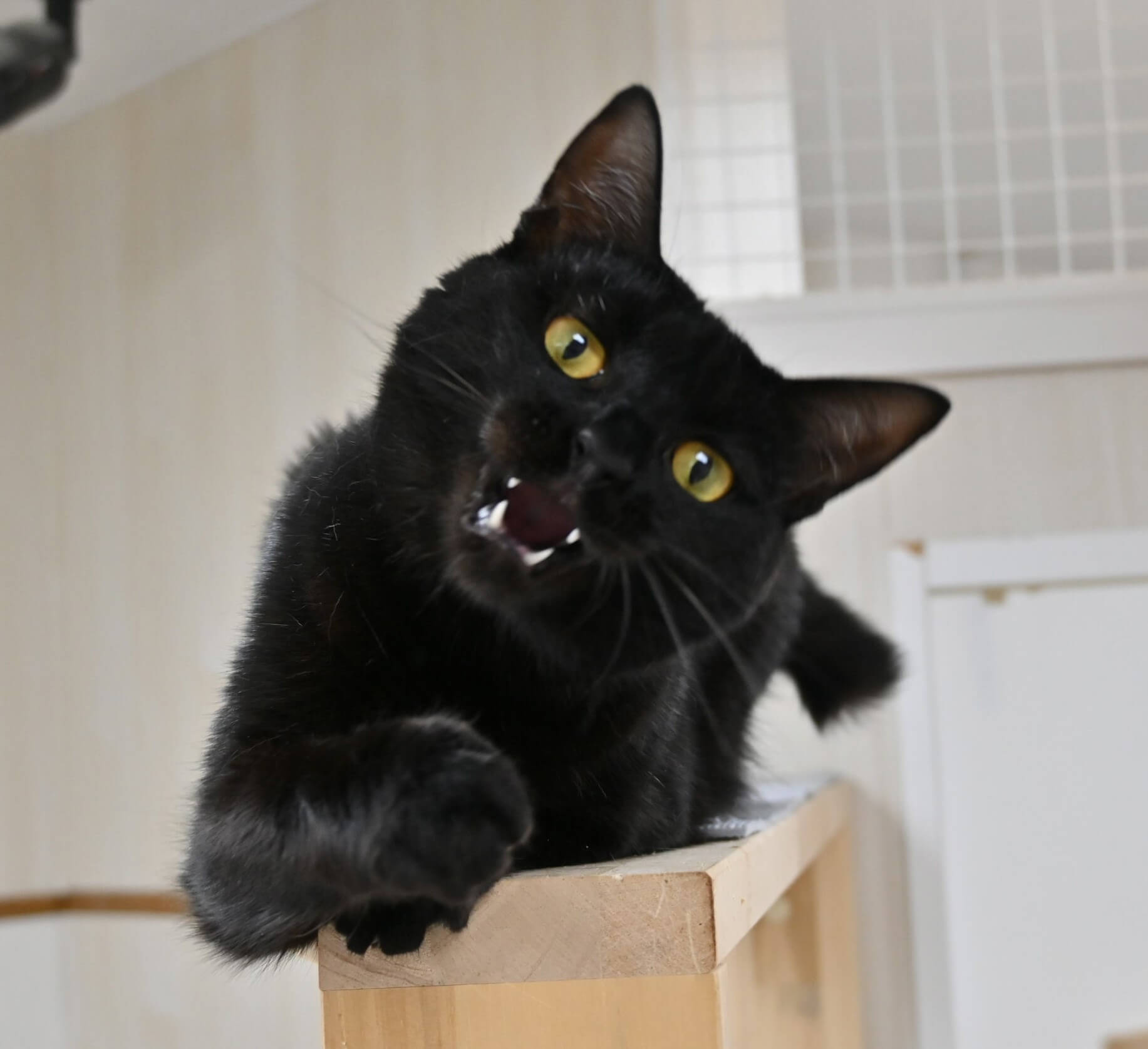 ルイ：オヤツをひたむきに愛するクール女子。