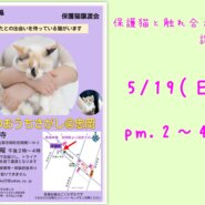 第29回ねこのおうちさがし@忠岡