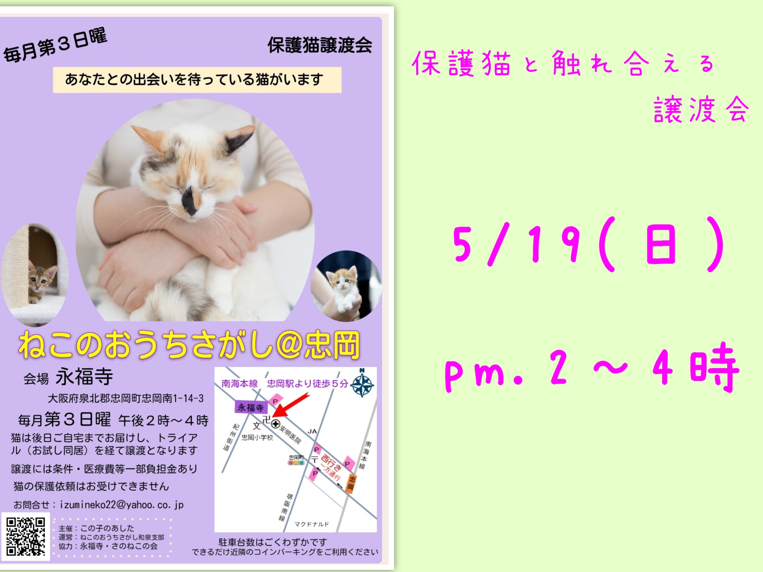 第29回ねこのおうちさがし@忠岡