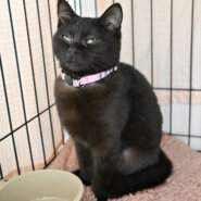 【譲渡決定】モン：兄弟と仲良し♪大人しい女の子