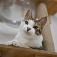 【譲渡決定】 タク：お出迎えはお任せ！