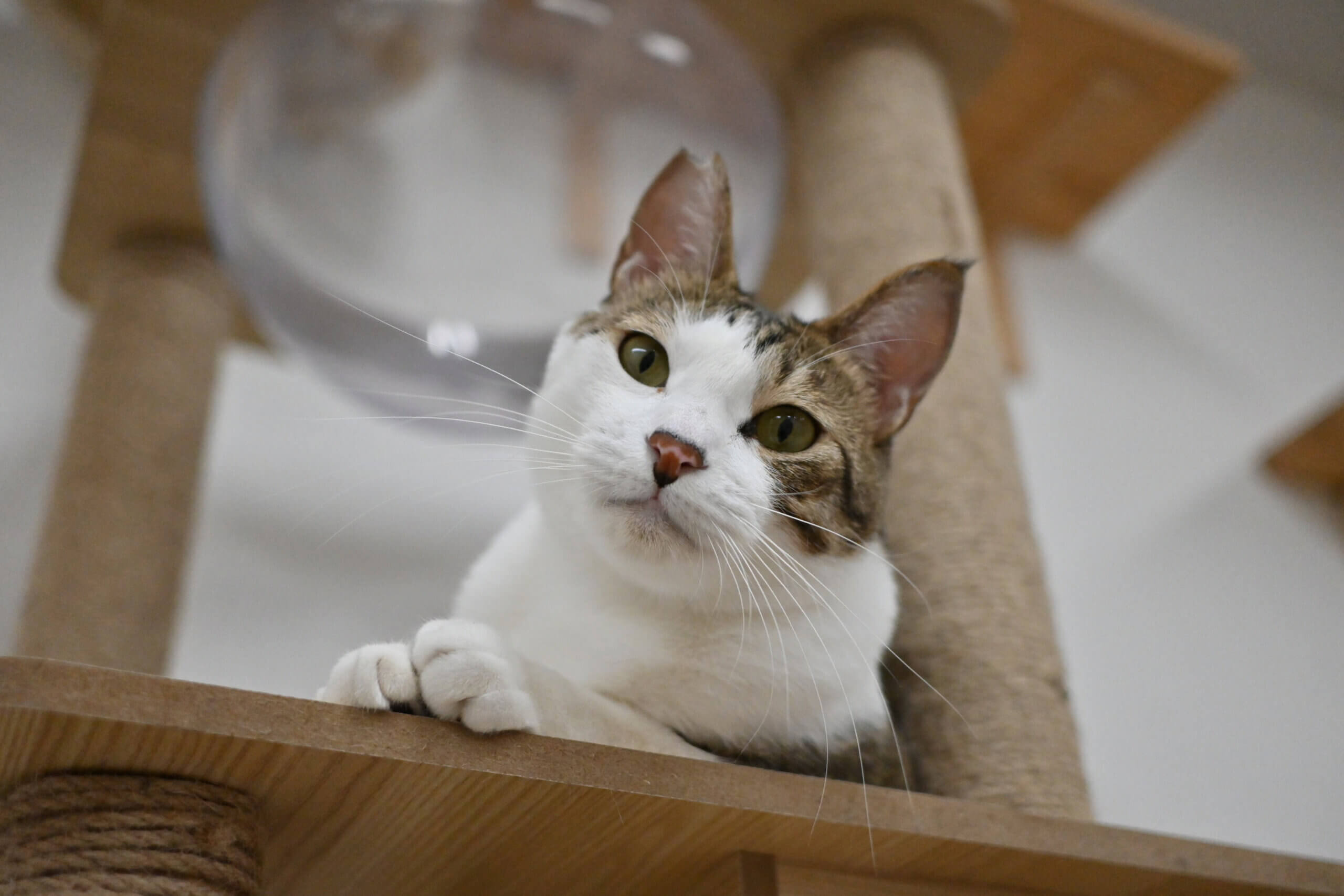 【譲渡決定】 タク：お出迎えはお任せ！