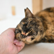 【譲渡決定】サラ：オジさん顔の女の子