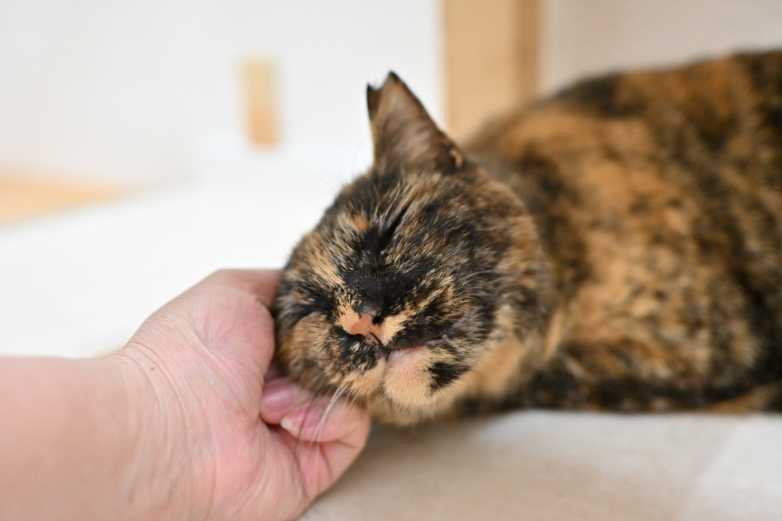 【譲渡決定】サラ：オジさん顔の女の子