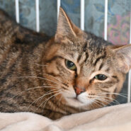 【譲渡決定】ドラミ：美人さん！昔は尖ってたけど今はナデナデ好き！