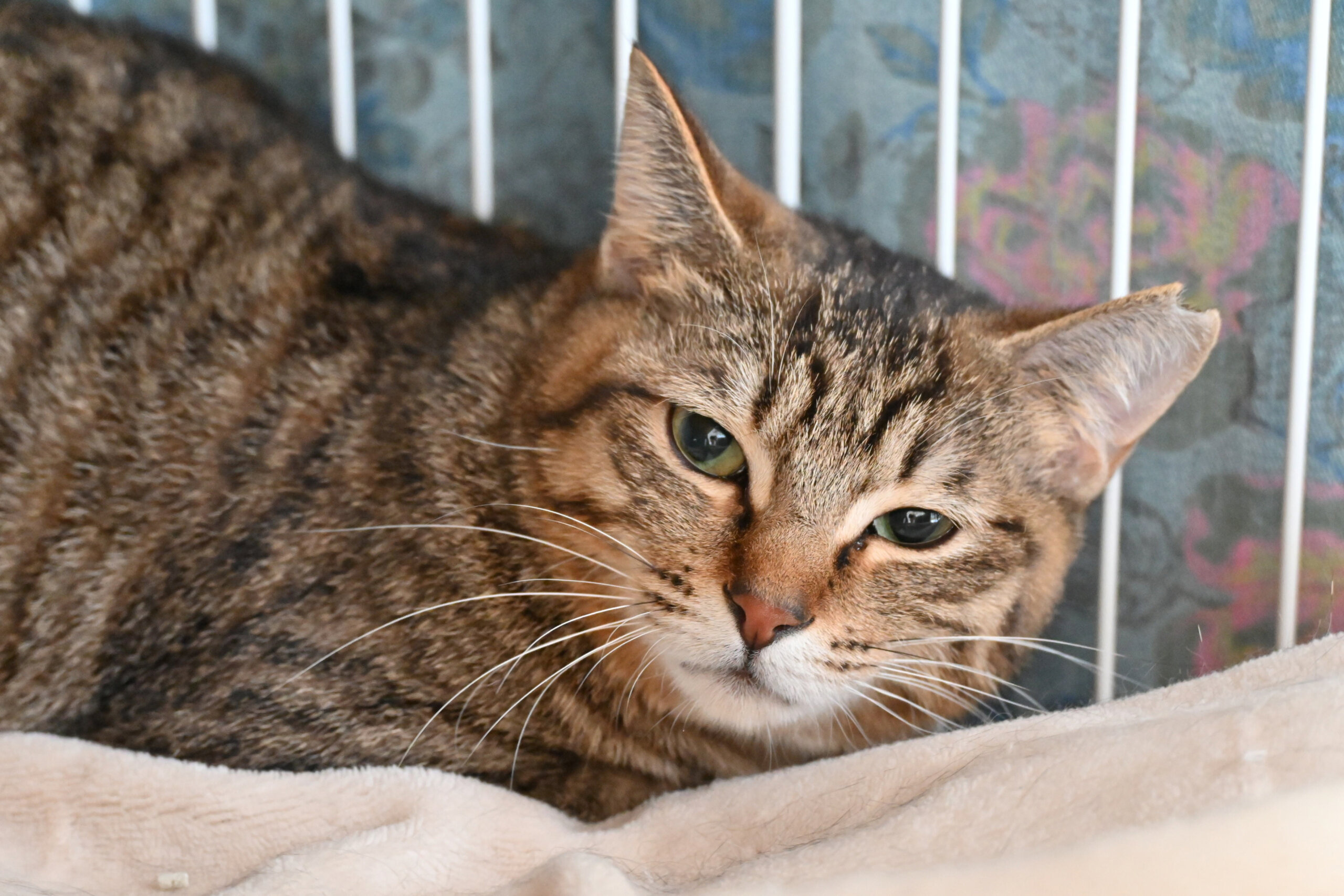 【譲渡決定】ドラミ：美人さん！昔は尖ってたけど今はナデナデ好き！