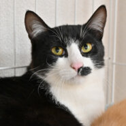 【譲渡決定】ココア：チョビヒゲダンディ！