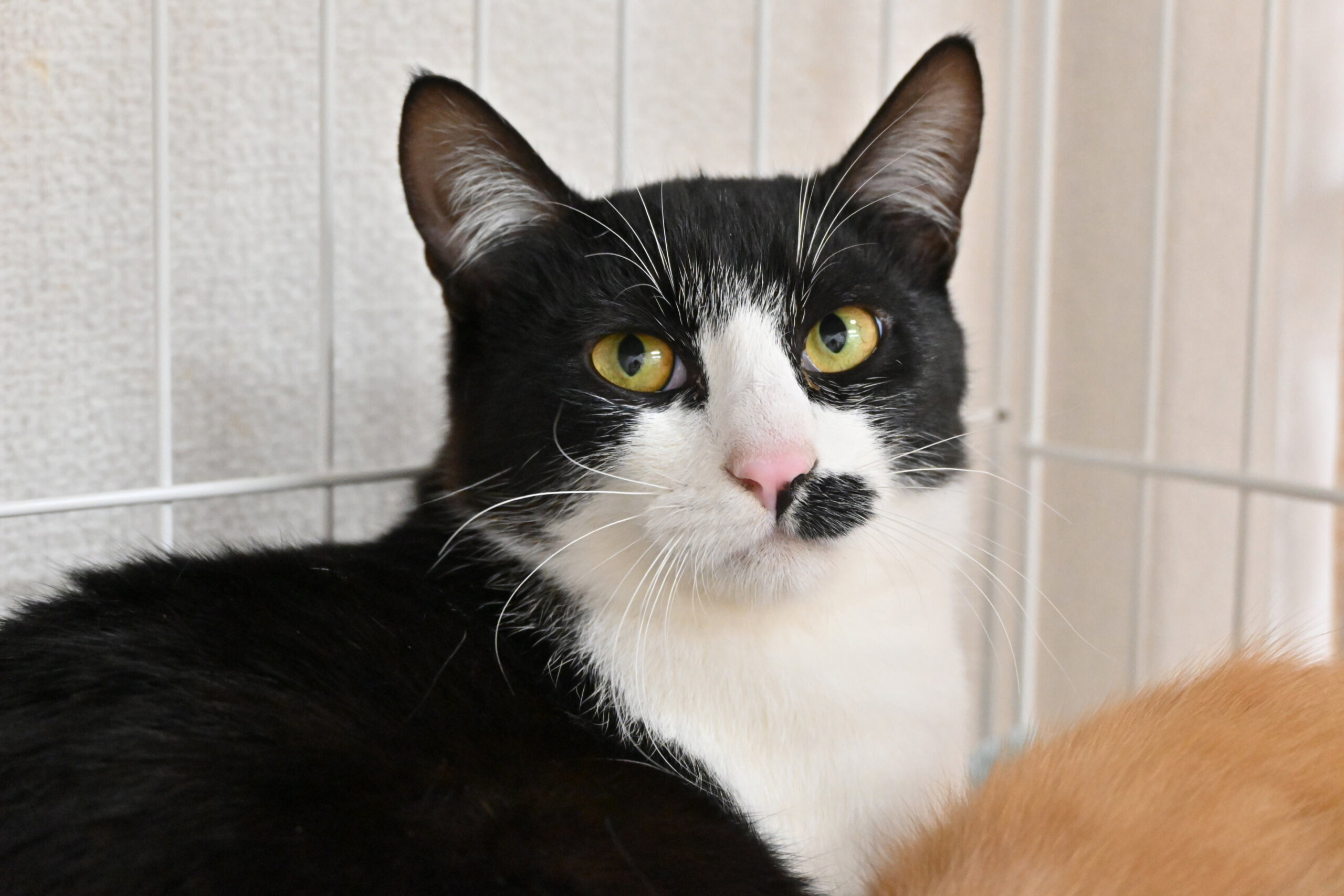 【譲渡決定】ココア：チョビヒゲダンディ！