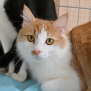 【譲渡決定】まつり：猫とすぐに仲良し！