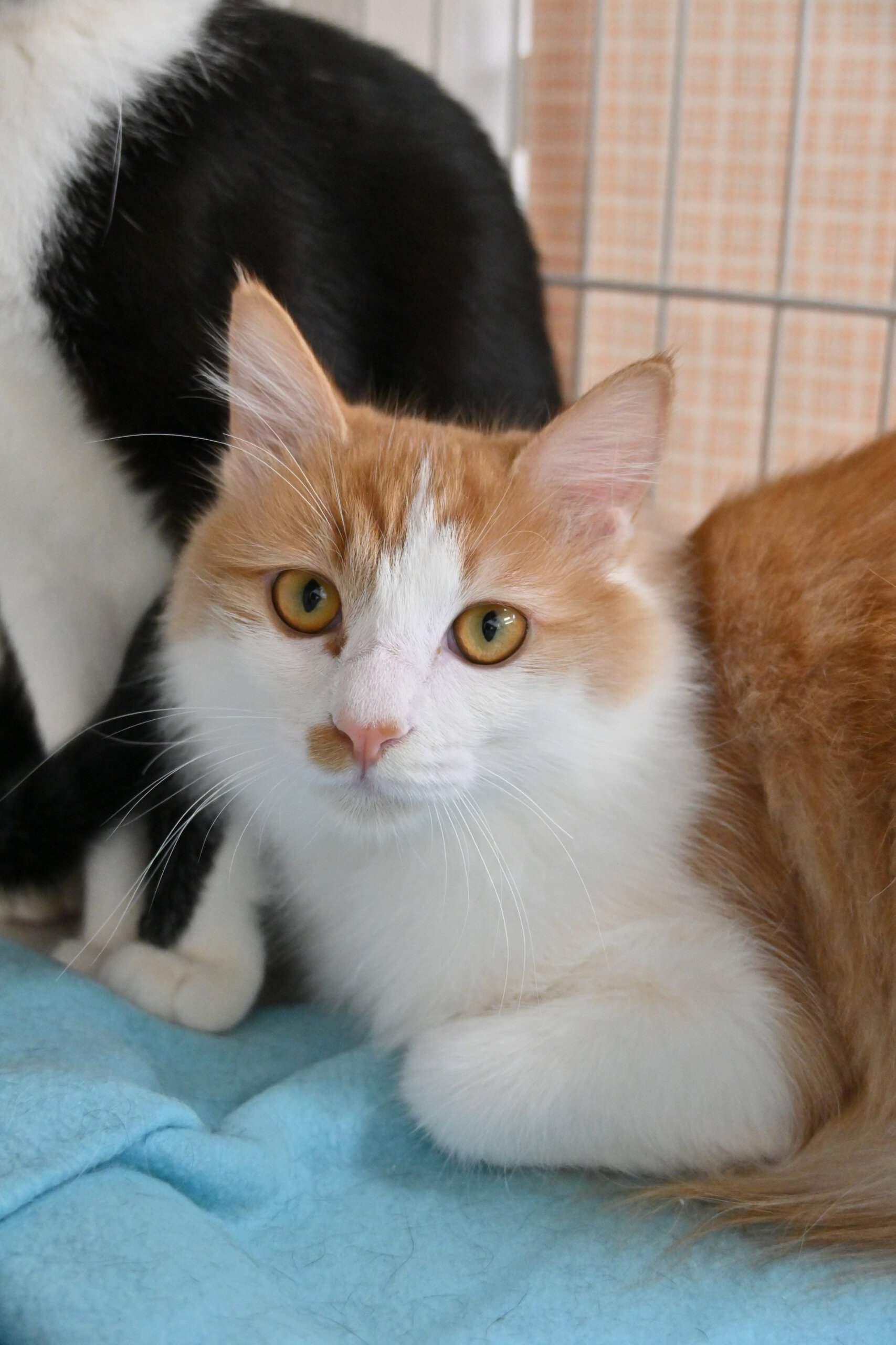 【譲渡決定】まつり：猫とすぐに仲良し！