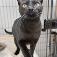 【譲渡決定】リンク：大人しく甘えんぼなイケ黒猫♪