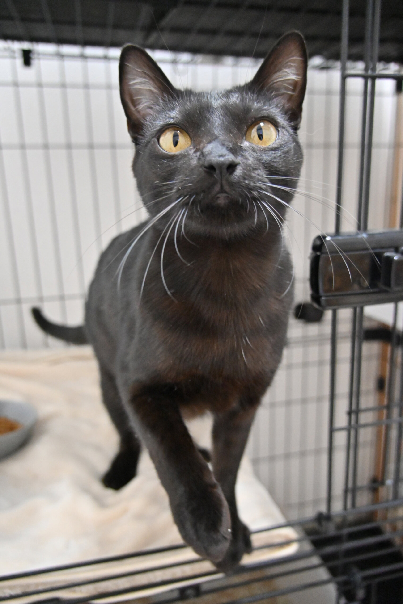 【譲渡決定】リンク：大人しく甘えんぼなイケ黒猫♪