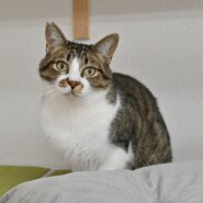 【譲渡決定】ミロ：おもちゃを見ると猫が変わる！猫とも仲良し