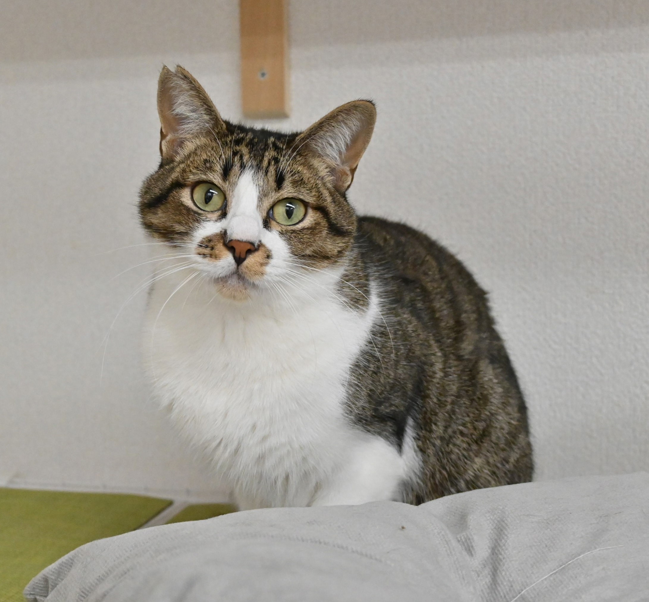 【譲渡決定】ミロ：おもちゃを見ると猫が変わる！猫とも仲良し