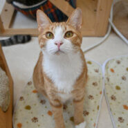 【譲渡決定】社（やしろ）：人間も好き…になってきた♡