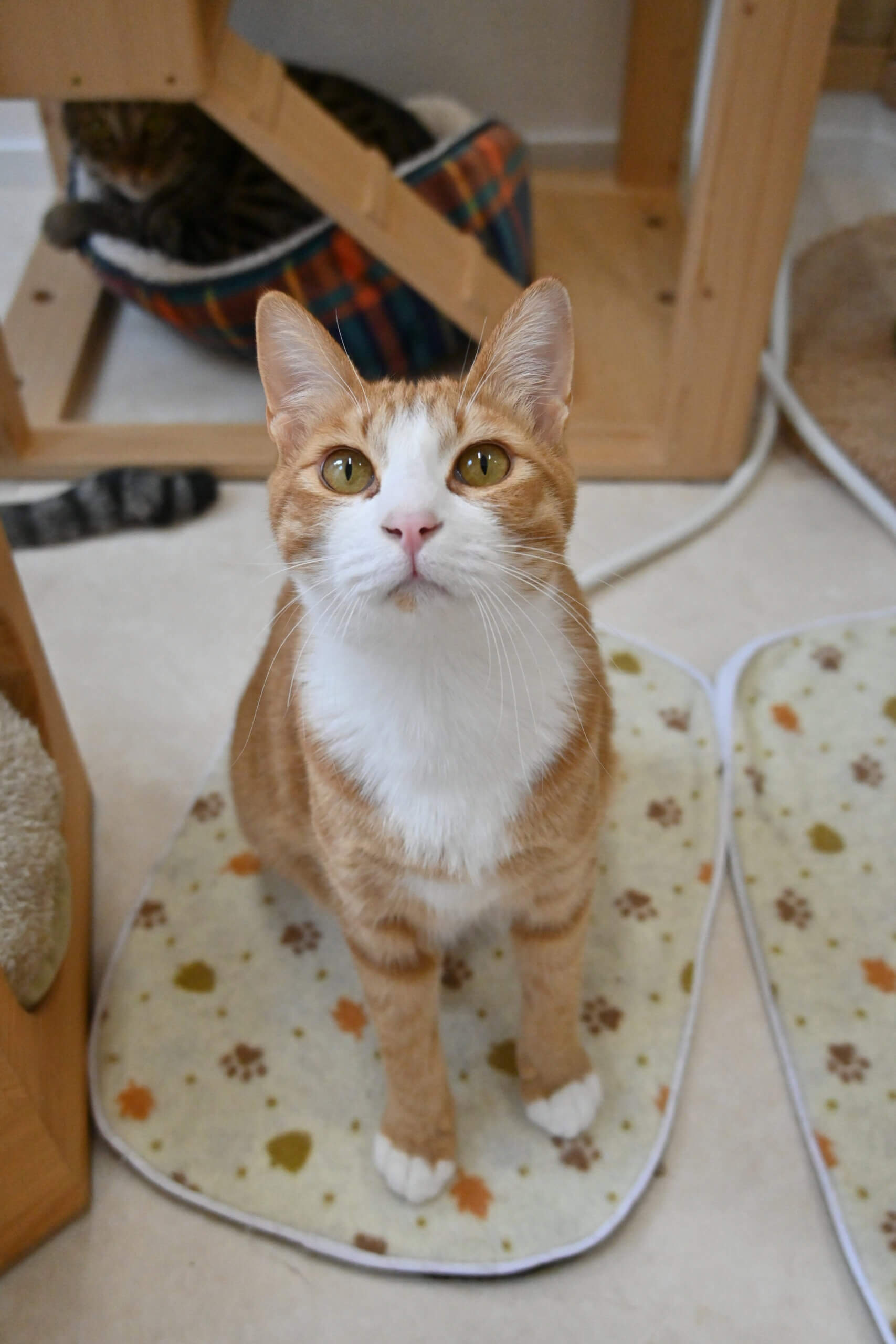 【譲渡決定】社（やしろ）：人間も好き…になってきた♡