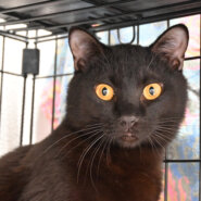 【正式譲渡】ダン：虚無顔がなんとも言えない！めちゃ甘えたさん