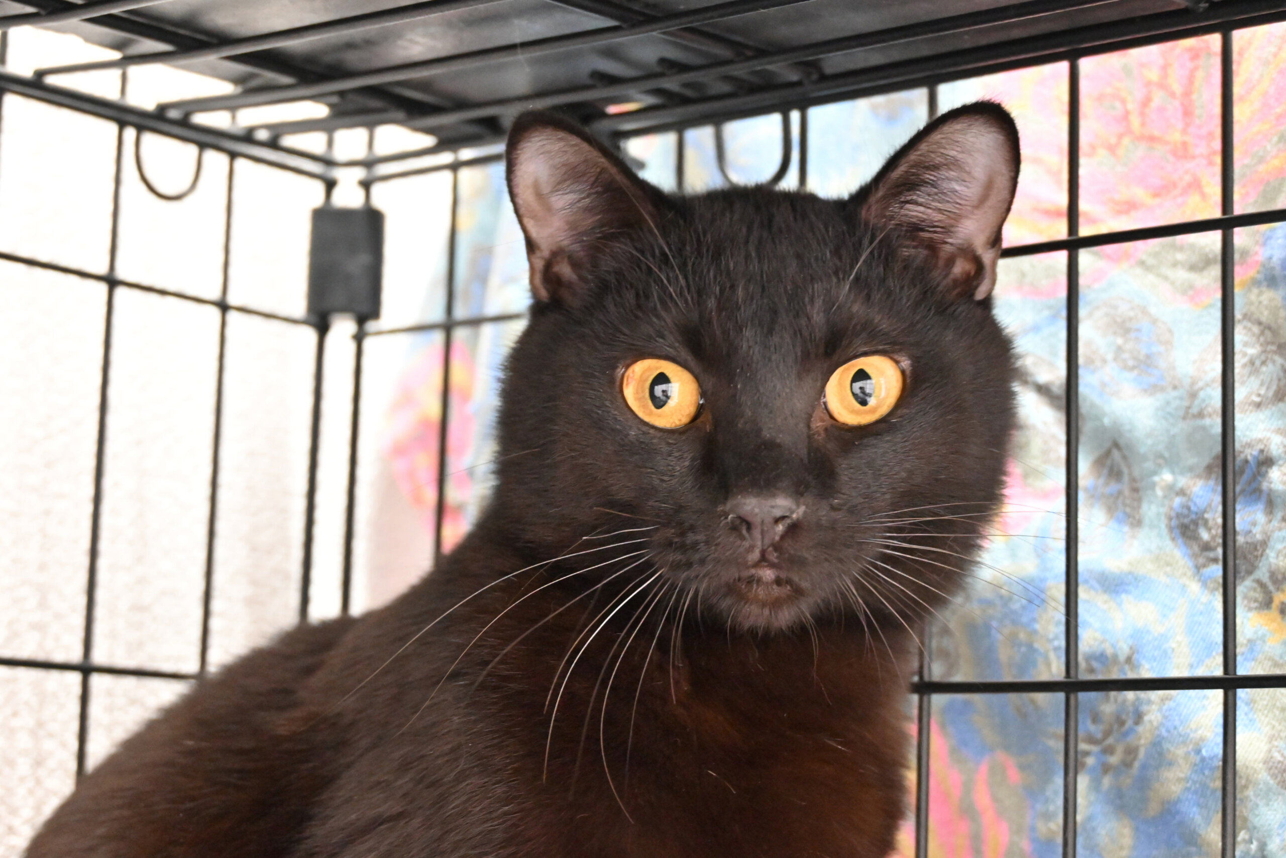 【正式譲渡】ダン：虚無顔がなんとも言えない！めちゃ甘えたさん