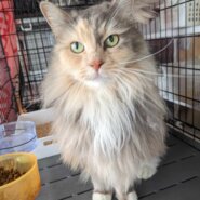 in豊明市☆保護猫をオウチに迎えよう！☆2024年4月14日（日）～ 非営利団体「ちーむ にゃいんず」