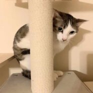 in江南市☆保護猫をオウチに迎えよう！☆2024年4月28日（日）～ 非営利団体「ちーむ にゃいんず」