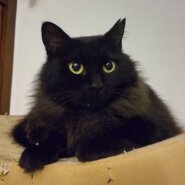 【譲渡決定】アキラ：元デンジャラスクイーン！フサフサゴージャス