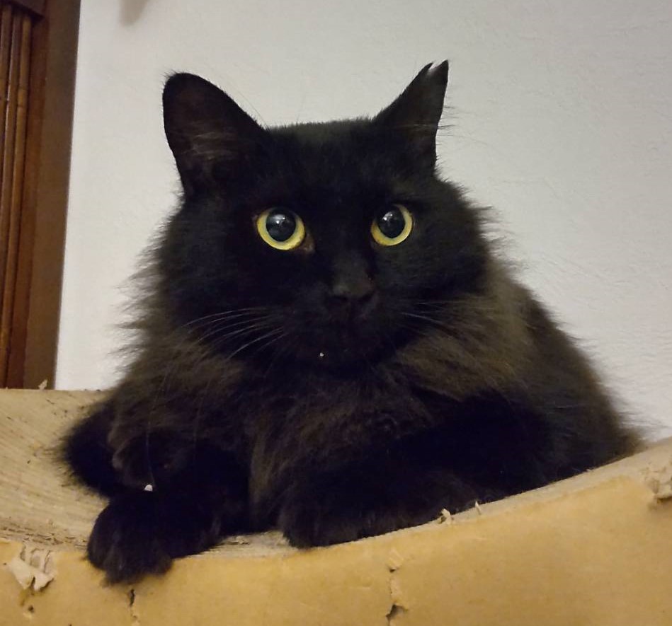 【譲渡決定】アキラ：元デンジャラスクイーン！フサフサゴージャス