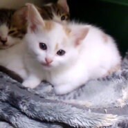 とってもびじんの白茶ちゃん