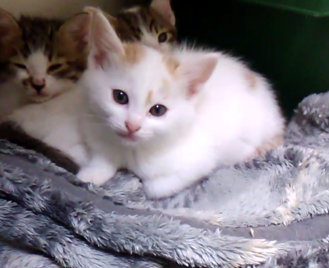 とってもびじんの白茶ちゃん