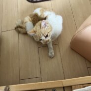 ダブルキャリアの可愛い女の子