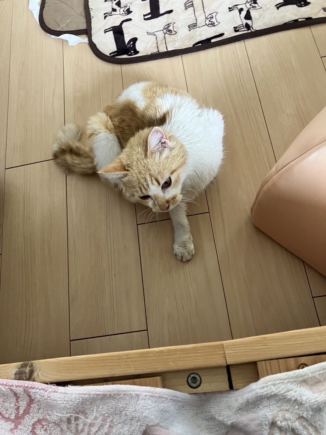 ダブルキャリアの可愛い女の子