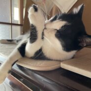 人間大好き！白黒くん