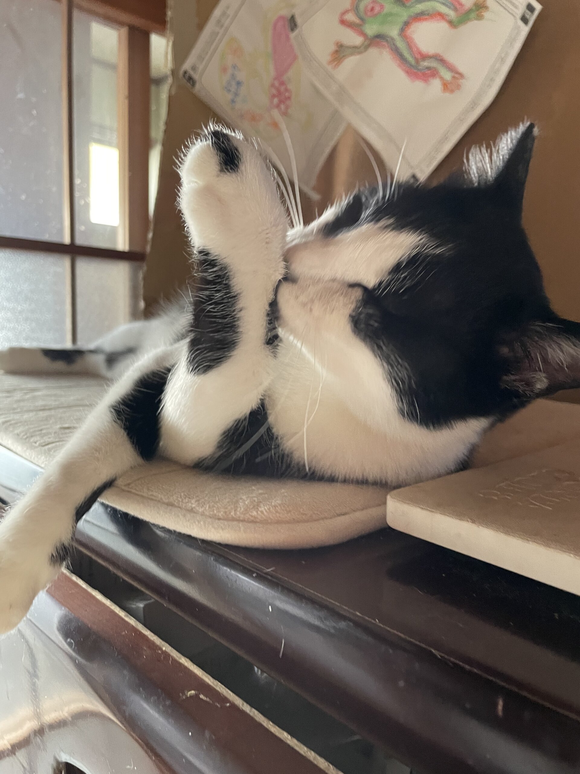 人間大好き！白黒くん