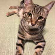 すらっとイケにゃん💛ダッフィ～君