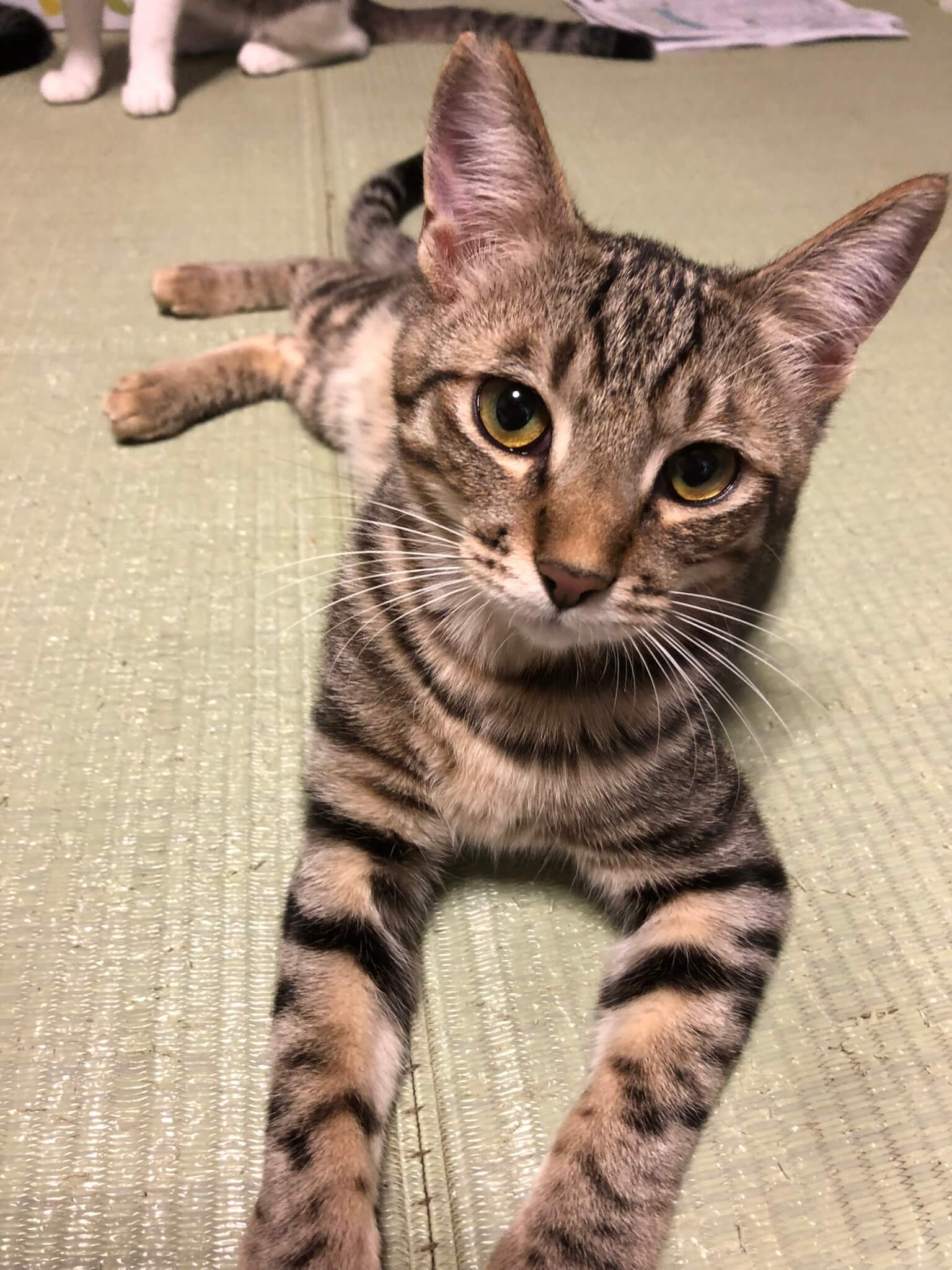 すらっとイケにゃん💛ダッフィ～君