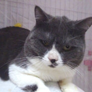 目つき悪！顔デカ！甘えたブリティッシュ♪ ブルーくん１歳半