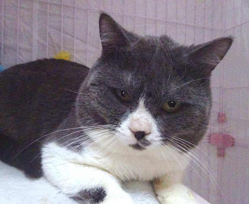 目つき悪！顔デカ！甘えたブリティッシュ♪ ブルーくん１歳半