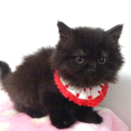 なれなれ♪モコモコ長毛黒★ベルちゃん２ヵ月