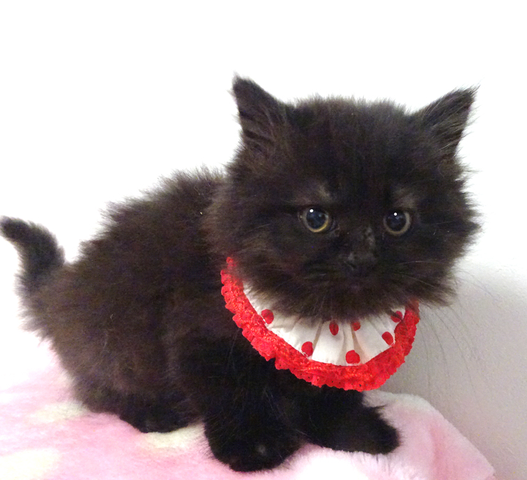 なれなれ♪モコモコ長毛黒★ベルちゃん２ヵ月