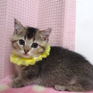 なれなれ♪短足アビシニアン柄★アビくん２ヵ月