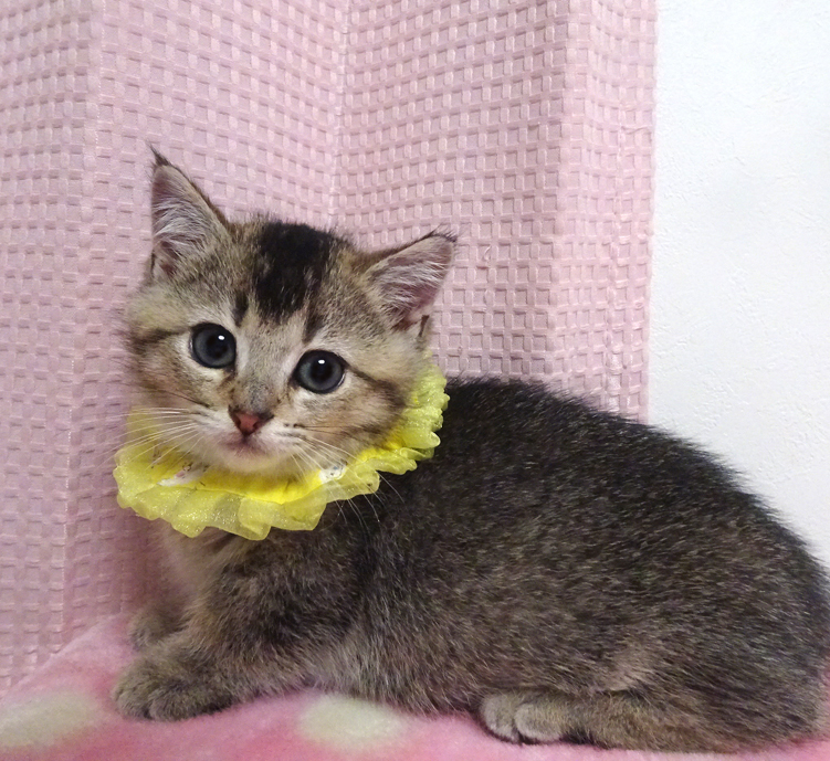 なれなれ♪短足アビシニアン柄★アビくん２ヵ月