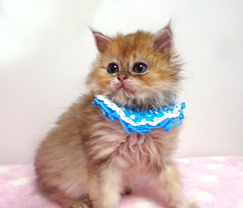 なれなれ♪フワフワ長毛茶★チロくん２ヵ月