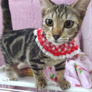 デレデレ甘えたマンチカン♪アンちゃん ６ヵ月